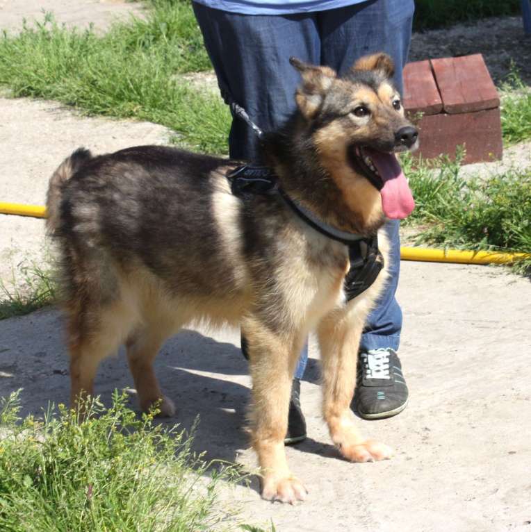 Собаки в Москве: Дружелюбный, доверчивый Тимоша в поисках своей семьи и дома Мальчик, Бесплатно - фото 9