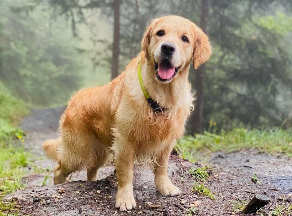 Собаки в Ярославле: Щенки золотистого ретривера Девочка, 70 000 руб. - фото 6