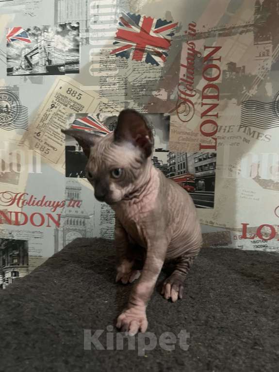 Кошки в Видном: Канадец 2 месяца  Мальчик, 15 000 руб. - фото 3