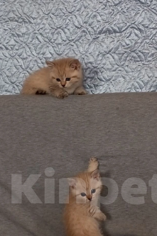 Кошки в Москве: Котенок с короткими лапками Разнополые, 29 900 руб. - фото 10