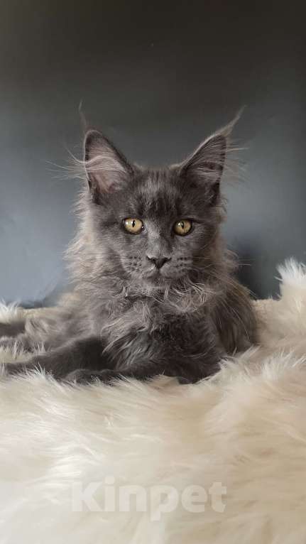 Кошки в других городах Московской области: Котенок мейн-кун Девочка, 35 000 руб. - фото 3