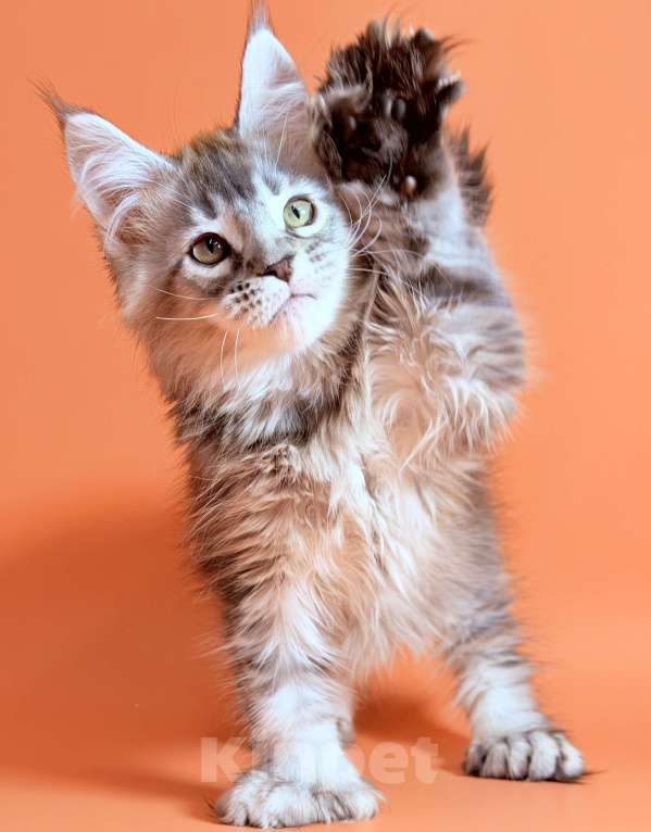 Кошки в других городах Московской области: Серебряный полидакт Мальчик, 65 000 руб. - фото 4