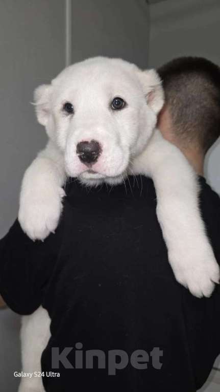 Собаки в Москве: Щенки алабая Мальчик, 30 000 руб. - фото 5