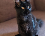 Кошки в Уфе: Мейн-кун котята Мальчик, 40 000 руб. - фото 1