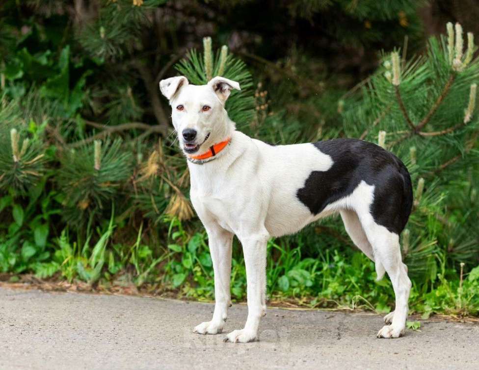 Собаки в Домодедово: Белая собачка Марта Девочка, Бесплатно - фото 5