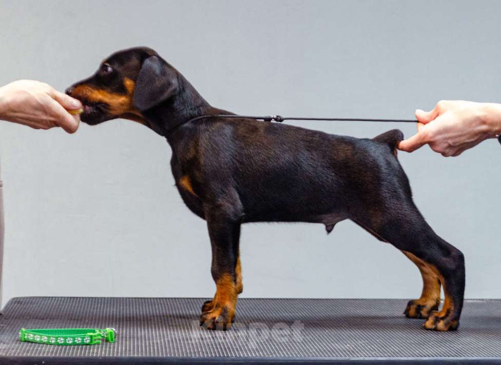 Собаки в Москве: Щенки добермана Мальчик, Бесплатно - фото 2