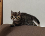 Кошки в Барнауле: Котята Курильский бобтейл Мальчик, Бесплатно - фото 2