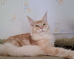 Кошки в Москве: Котята породы мейн-кун Мальчик, 35 000 руб. - фото 7