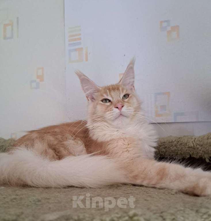 Кошки в Москве: Котята породы мейн-кун Мальчик, 35 000 руб. - фото 7