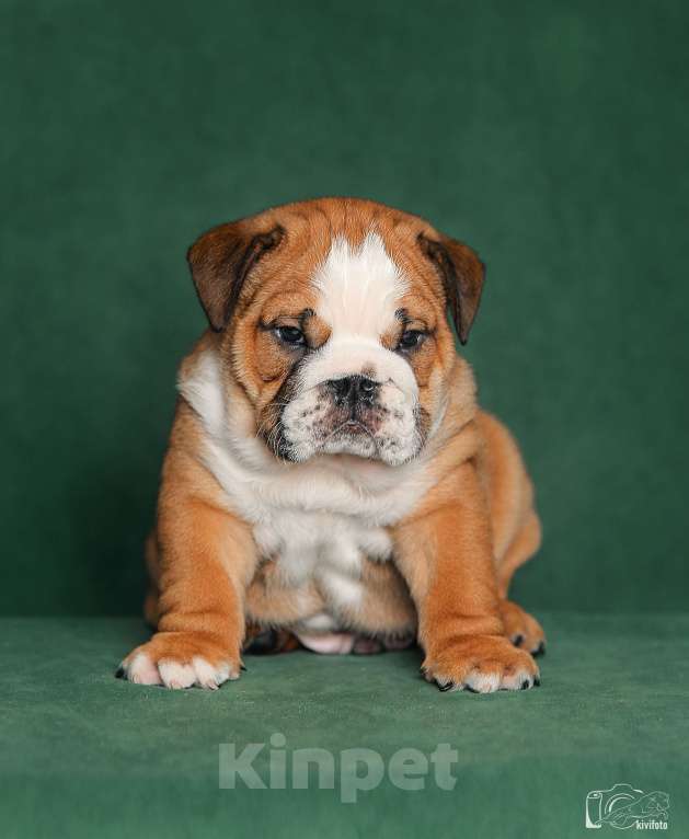 Собаки в Обнинске: Щенки английского бульдога Мальчик, 80 000 руб. - фото 6