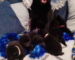 Собаки в Раменском: Щенки шипперке от титулованных родителей в домашних условиях (Фиолетовая) Девочка, 85 000 руб. - фото 8