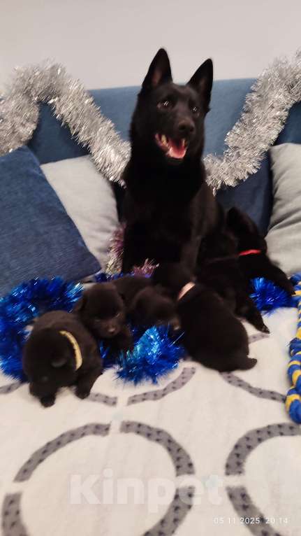Собаки в Раменском: Щенки шипперке от титулованных родителей в домашних условиях (Фиолетовая) Девочка, 85 000 руб. - фото 8