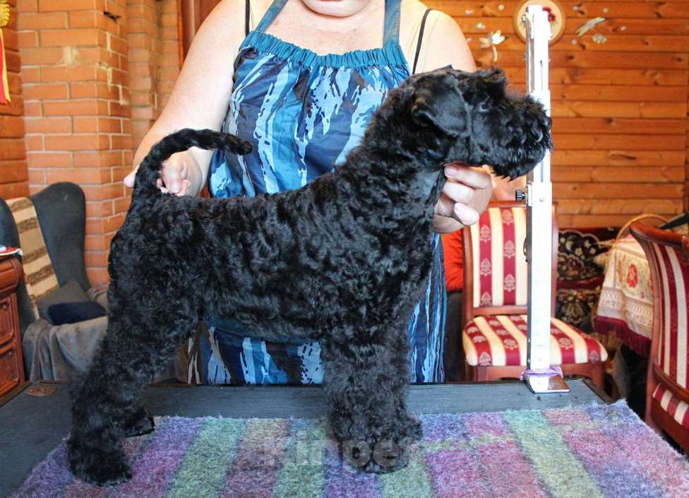 Собаки в Москве: Интересное предложение Мальчик, 60 000 руб. - фото 3