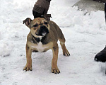 Собаки в Мытищах: Девочка булли покет Девочка, 20 000 руб. - фото 2