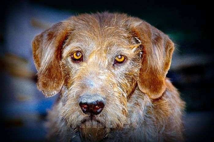 Собаки в Москве: Венгерская жесткошерстная выжла в добрые руки Мальчик, Бесплатно - фото 3