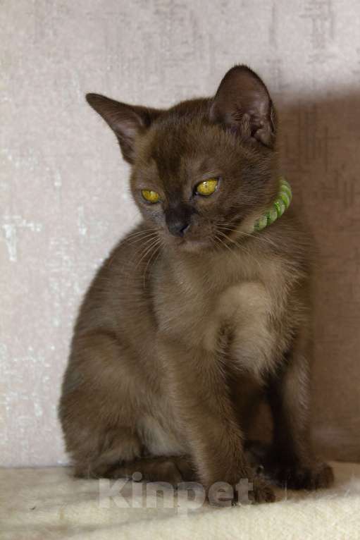 Кошки в Ковровом: Флер де лилу Венеция Девочка, 25 000 руб. - фото 10