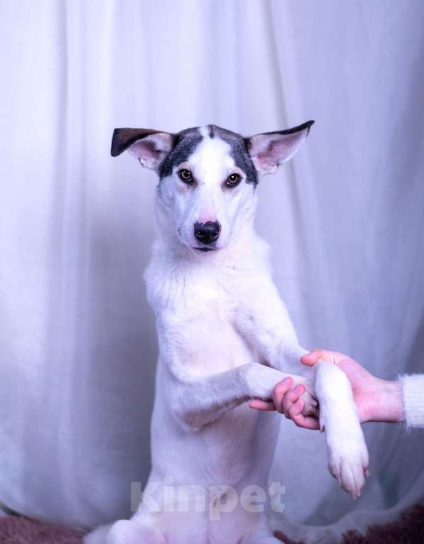 Собаки в других городах Московской области: Нильс мальчик Мальчик, Бесплатно - фото 8