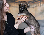 Собаки в Москве: Щенок небольшой собаки в добрые руки Мальчик, Бесплатно - фото 5