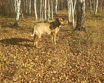 Собаки в Ангарске: Ищем жениха, Бесплатно - фото 2