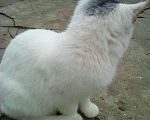 Кошки в Горнозаводске: Котята в добрые руки, Бесплатно - фото 6
