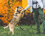 Собаки в Подольске: Нита веселая собачка ищет дом. Девочка, Бесплатно - фото 3