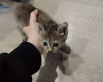Кошки в Санкт-Петербурге: Котёнок ищет дом Девочка, Бесплатно - фото 2