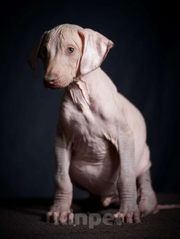 Собаки в Москве: Мальчик Ксолоитцкуинтли стандарт  Мальчик, 35 000 руб. - фото 4