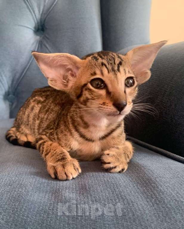 Кошки в Челябинске: Ориентальная девочка  Девочка, 60 000 руб. - фото 3