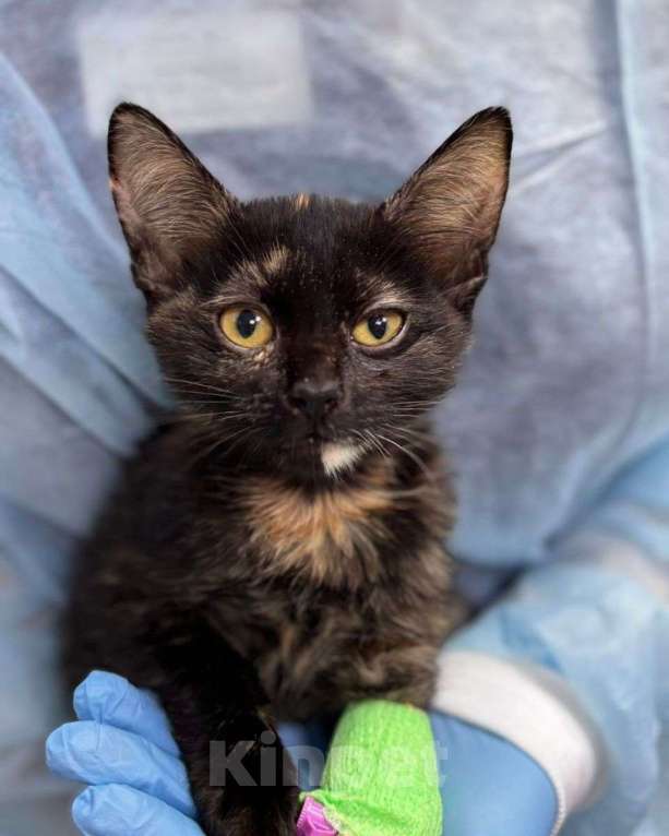 Кошки в Москве: Необыкновенный котенок Девочка, Бесплатно - фото 1