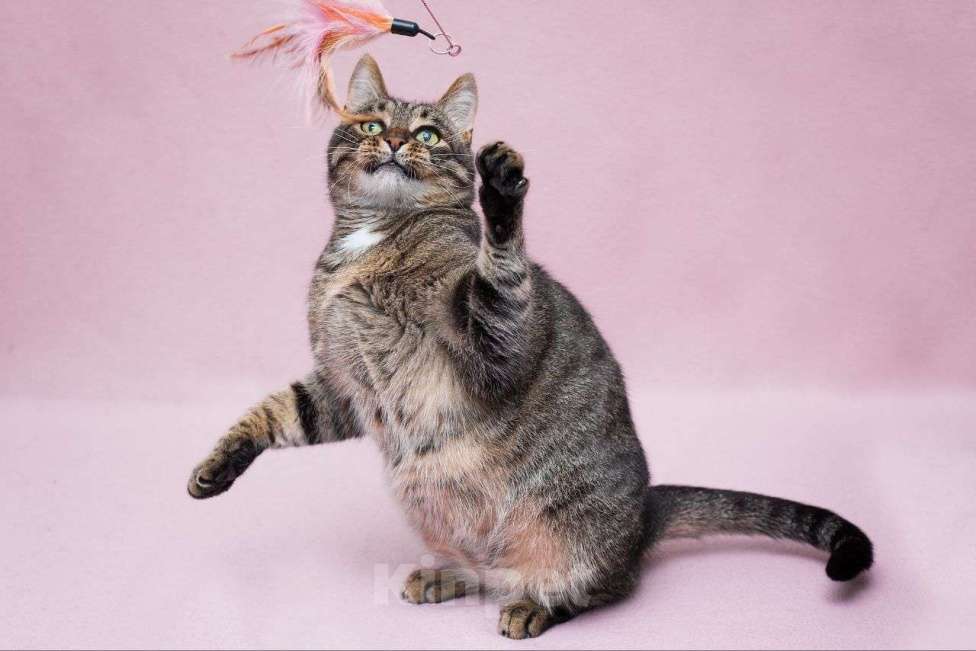 Кошки в Москве: Подосатая кошечка в добрые руки  Девочка, Бесплатно - фото 2