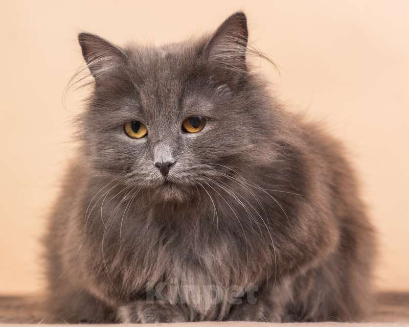 Кошки в Москве: Роскошная русская голубая Милиса в добрые руки Девочка, 1 руб. - фото 7