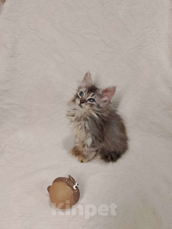 Кошки в Москве: котенок  Турецкой ангоры Мальчик, 76 000 руб. - фото 4