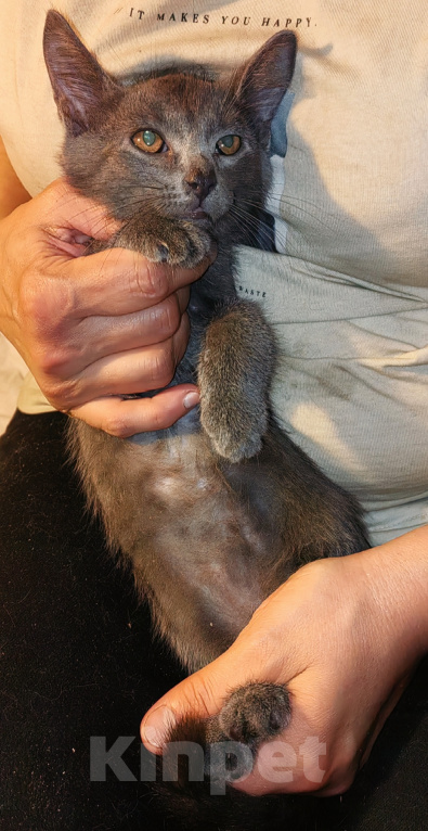 Кошки в Уфе: Котенок - мальчик в добрые руки Мальчик, Бесплатно - фото 1