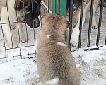 Собаки в других городах Ленинградской области: Американская акита, для семьи и выставок Девочка, 80 000 руб. - фото 4