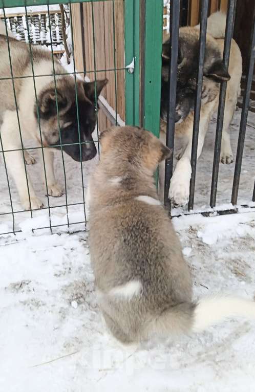 Собаки в других городах Ленинградской области: Американская акита, для семьи и выставок Девочка, 80 000 руб. - фото 4