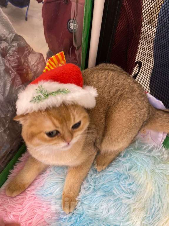 Кошки в Москве: Британский золотой котёнок Девочка, Бесплатно - фото 3