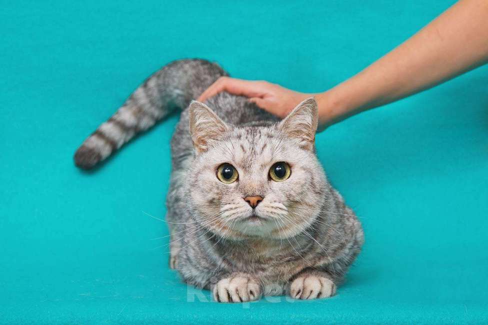 Кошки в Москве: Кошечка Молли в поисках замечательной семьи Девочка, 33 руб. - фото 2