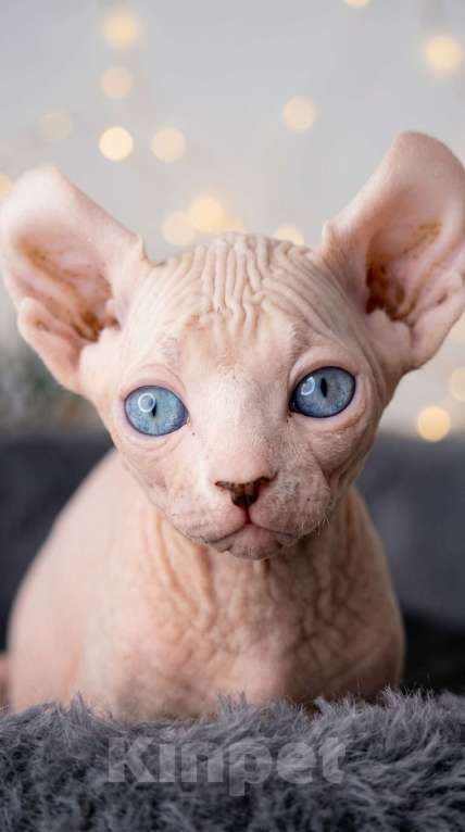 Кошки в Москве: Котёнок эльф Девочка, 90 000 руб. - фото 3