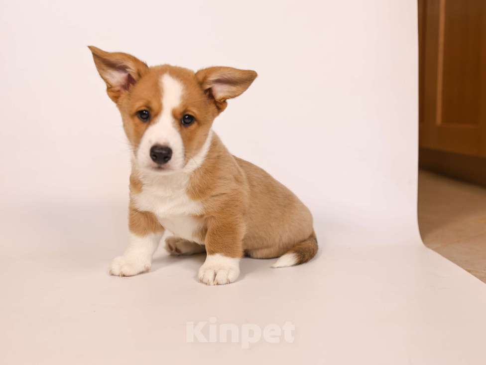 Собаки в Рязани: Рыжое счастье Мальчик, 40 000 руб. - фото 1