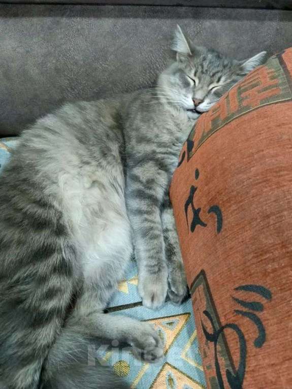 Кошки в Бийске: Максимка Мальчик, 1 000 руб. - фото 4