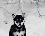 Собаки в Москве: Сиба ину питомник FUDZISAN Мальчик, 120 000 руб. - фото 3
