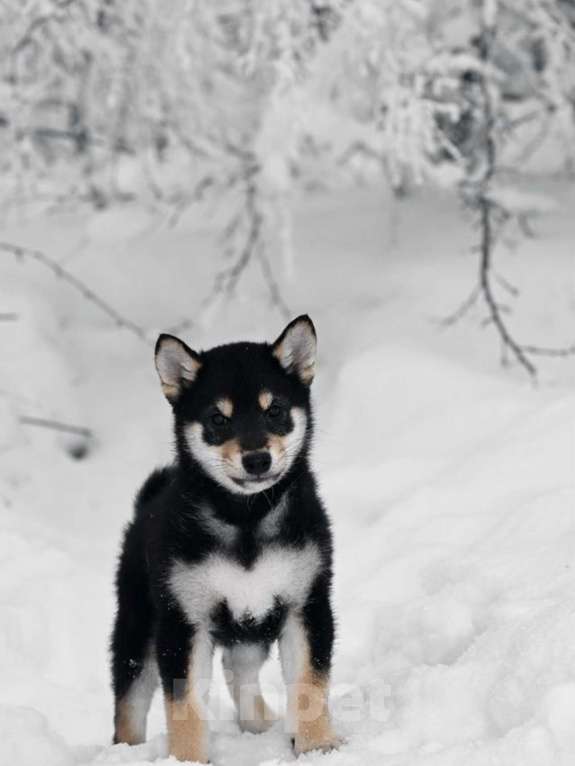 Собаки в Москве: Сиба ину питомник FUDZISAN Мальчик, 120 000 руб. - фото 3