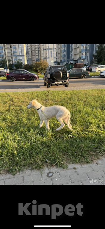 Собаки в Домодедово: Топаз Мальчик, 30 000 руб. - фото 3