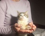 Кошки в Краснодаре: Котенок в добрые руки Девочка, Бесплатно - фото 7
