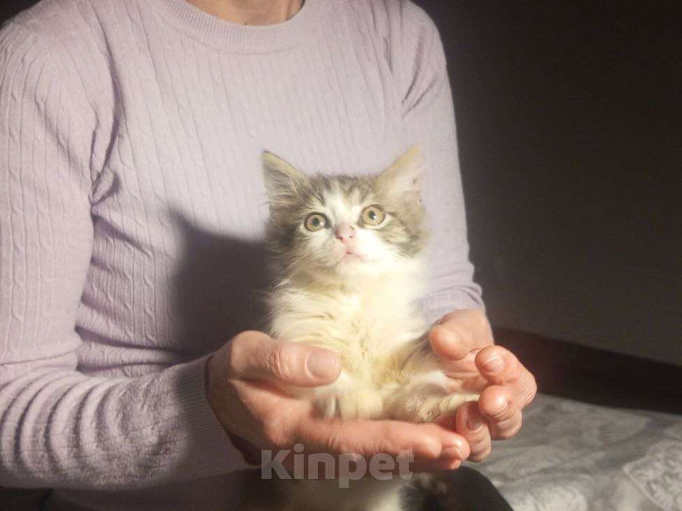 Кошки в Краснодаре: Котенок в добрые руки Девочка, Бесплатно - фото 7