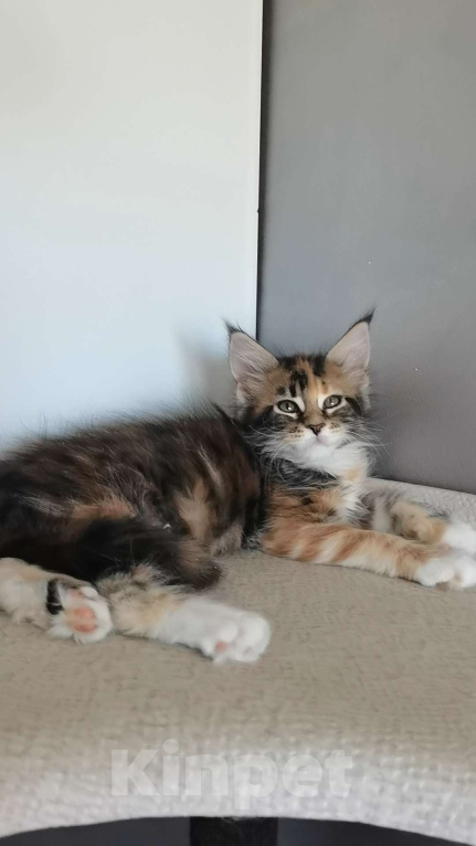 Кошки в Иркутске: Забава Девочка, 30 000 руб. - фото 2