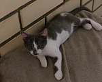Кошки в Мытищах: Котята в добрые руки Мальчик, Бесплатно - фото 7