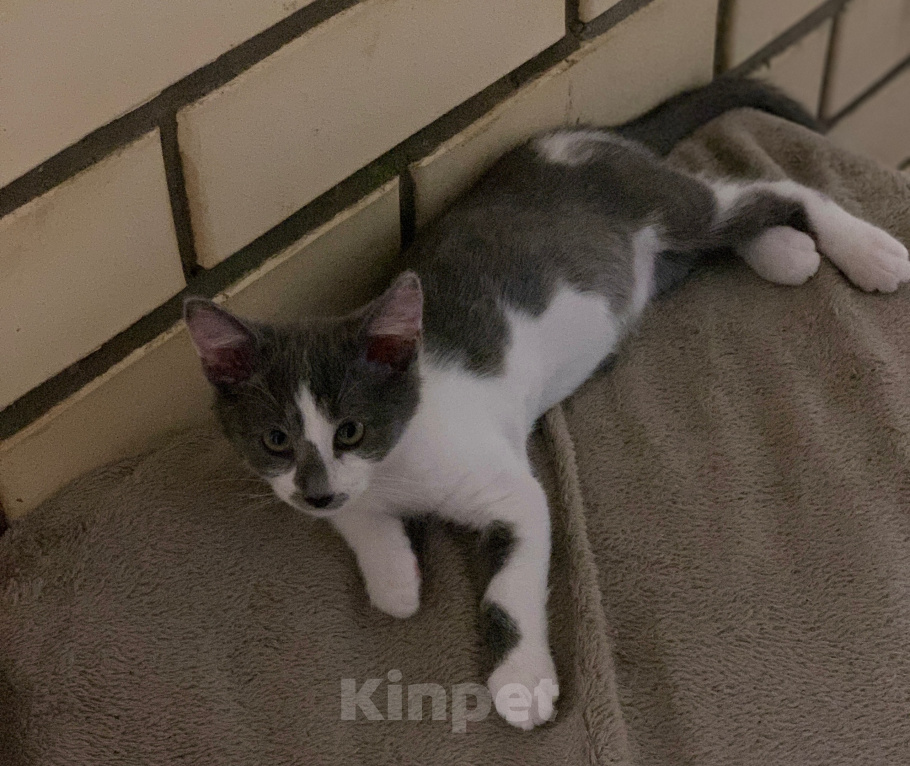 Кошки в Мытищах: Котята в добрые руки Мальчик, Бесплатно - фото 7