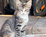 Кошки в Астрахани: Дворовая кошка родила котят Мальчик, Бесплатно - фото 1