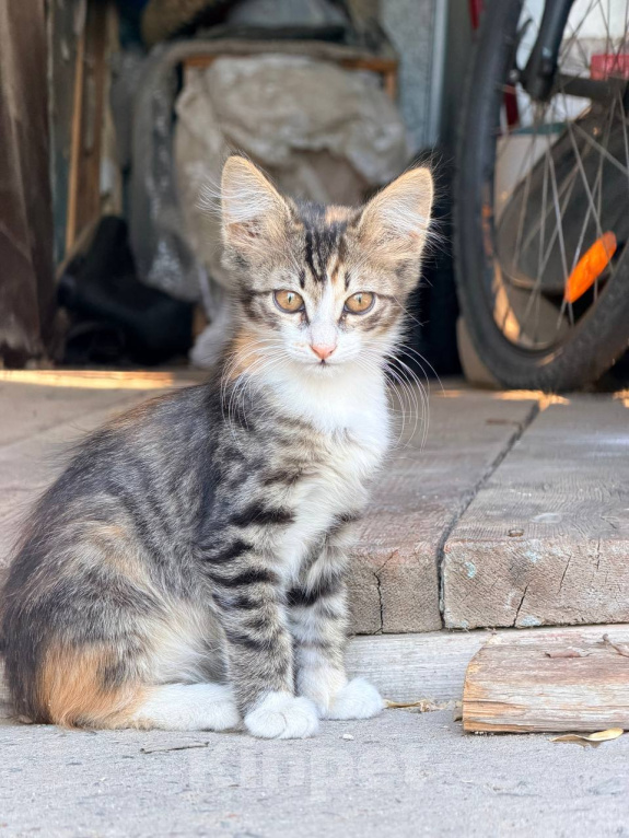 Кошки в Астрахани: Дворовая кошка родила котят Мальчик, Бесплатно - фото 1